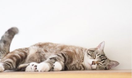 ペット対応壁紙